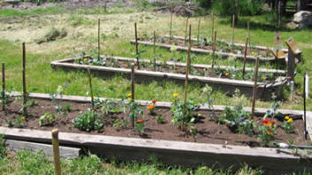 After a few weeks the garden beds filled up with growing flowers and vegetables