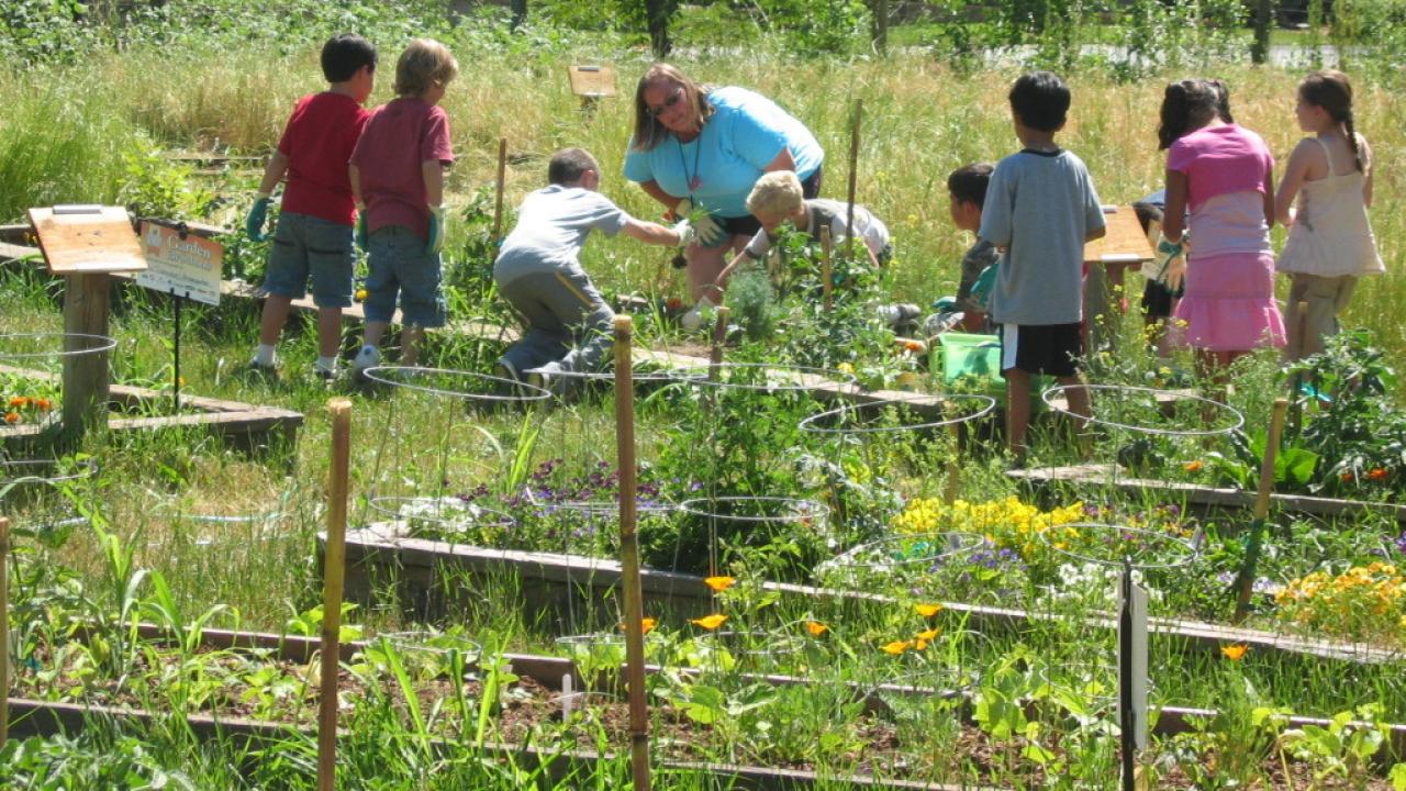 students in the school garden