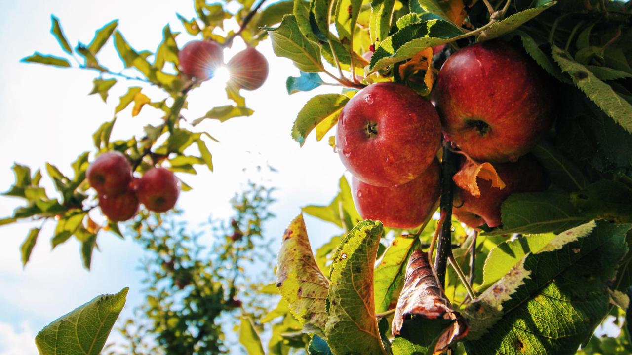 close up of apples