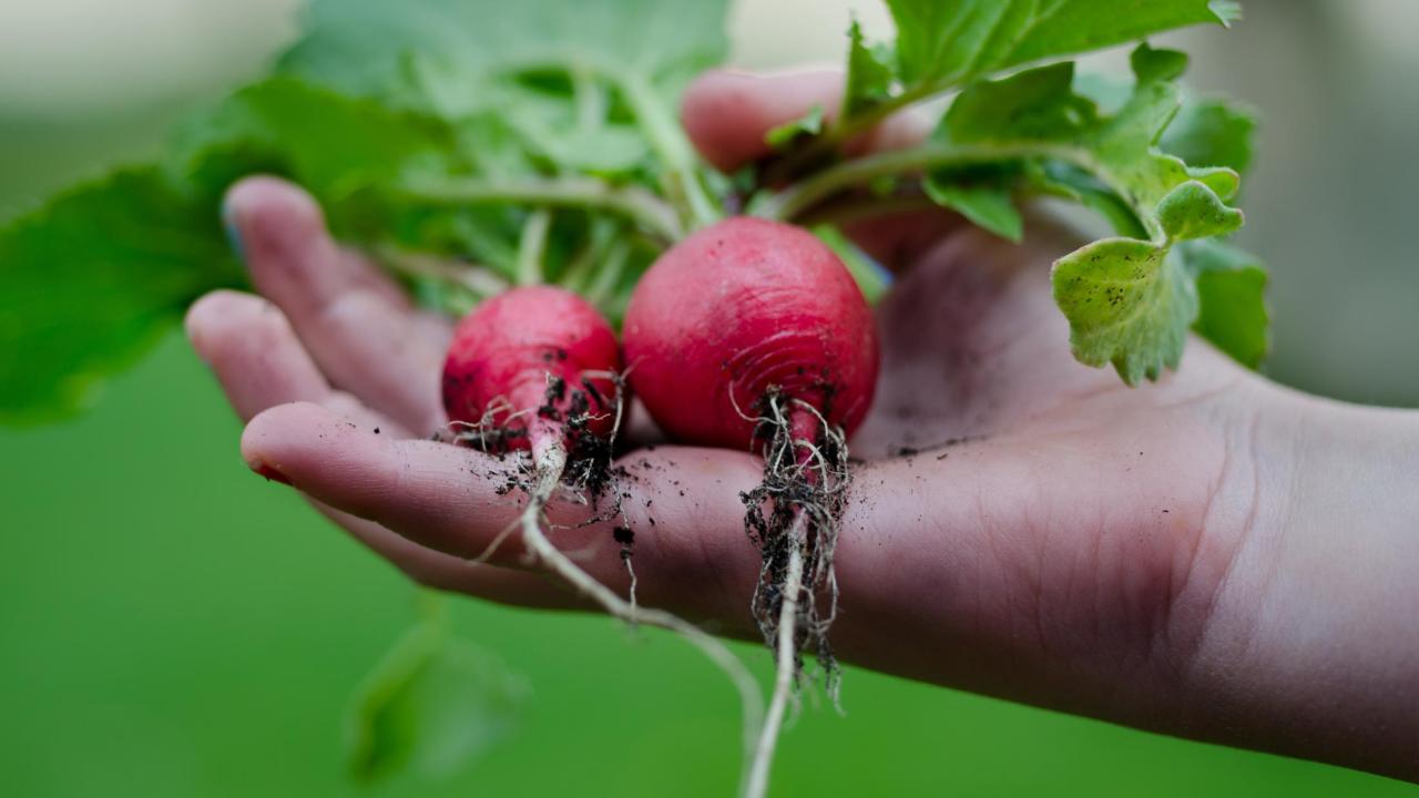 close up on hand holding radishes with dirt